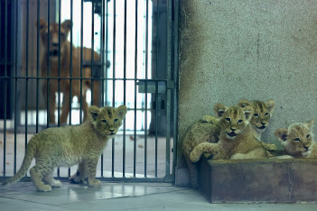 Nowi mieszkańcy śląskiego ZOO