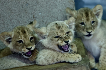 Lwiątka urodzone w Śląskim Ogrodzie Zoologicznym