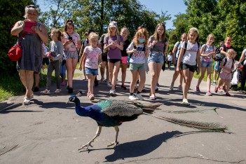 Kolonie w Parku Śląskim