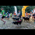  Pucharu Polski w Dogtrekkingu:. fot. Tomasz Żak / UMWS 
