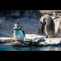Wizyta w ZOO w Parku Śląskim. fot. Tomasz Żak / UMWS 