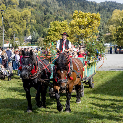 Łossod – jesienny Redyk w Węgierskiej Górce. fot. Tomasz Żak / UMWS