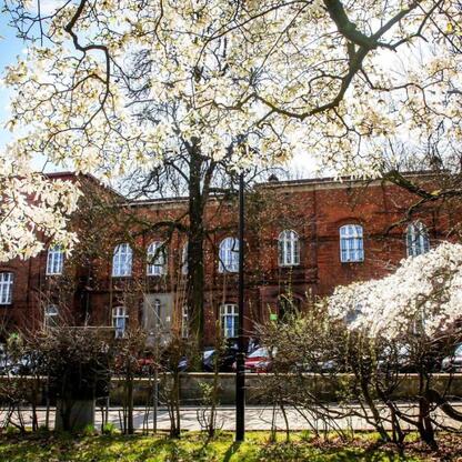Kliniczny Szpital Psychiatryczny w Rybniku, otoczony kwitnącymi magnoliami, przedstawia czerwony zamek z klasyką. (wygenerowano przez AI)