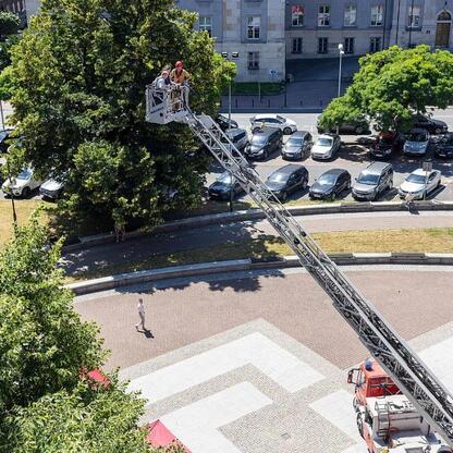 Dwie osoby na wózku platformowym inspekcują drzewo przed Urzędem Marszałkowskim Województwa Śląskiego. (wygenerowano przez AI)