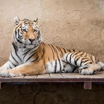 Nowy tygrys amurski Tiber w Śląskim Ogrodzie Zoologicznym. (wygenerowano przez AI)