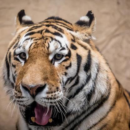 Tygrys amurski Tiber z Sileskiego Zoo w Chorzowie. (wygenerowano przez AI)