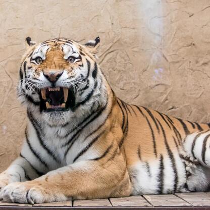 Nowy tygrys amurski Tiber w Śląskim Ogrodzie Zoologicznym. (wygenerowano przez AI)