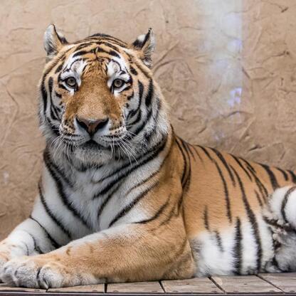 Nowy tygrys amurski Tiber w Śląskim Ogrodzie Zoologicznym. (wygenerowano przez AI)