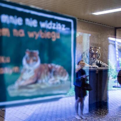 Nowy tygrys amurski Tiber w Sileskim Zoo w Chorzowie. (wygenerowano przez AI)