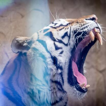 Siberian tiger Tiber, 13 lat, przybył do Śląskiego Zoo w Chorzowie. (wygenerowano przez AI)