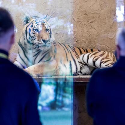 Tygrys Tiber w Śląskim Ogród Zoologiczny, gdzie chroni się gatunki zagrożone. (wygenerowano przez AI)