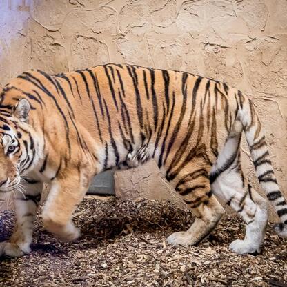 Nowy tygrys amurski Tiber w Śląskim Ogrodzie Zoologicznym. (wygenerowano przez AI)