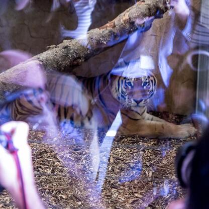 Nowy tygrys amurski Tiber w Śląskim Zoo w Chorzowie. (wygenerowano przez AI)