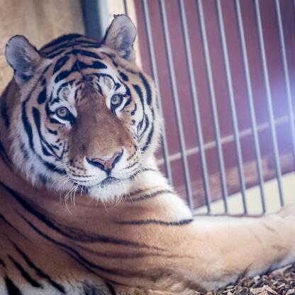 Nowy tygrys amurski Tiber w Śląskim Ogrodzie Zoologicznym. (wygenerowano przez AI)