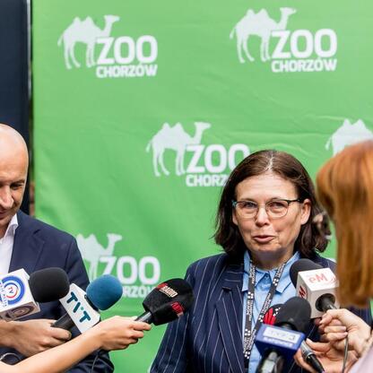 Nowy tygrys amurski Tiber w Chorzowskim Zoo, opiekę nad nim objęła GZM. (wygenerowano przez AI)