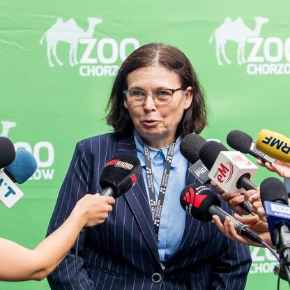 W Chorzowskim Zoo przybył nowy tygrys amurski Tiber, opiekę nad nim objęła GZM. (wygenerowano przez AI)