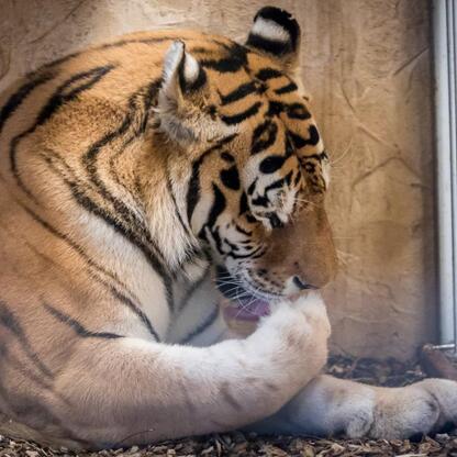 Tiger Tiber, 13 lat, przybył do Sileskiego Zoo w Chorzowie, Polska. (wygenerowano przez AI)