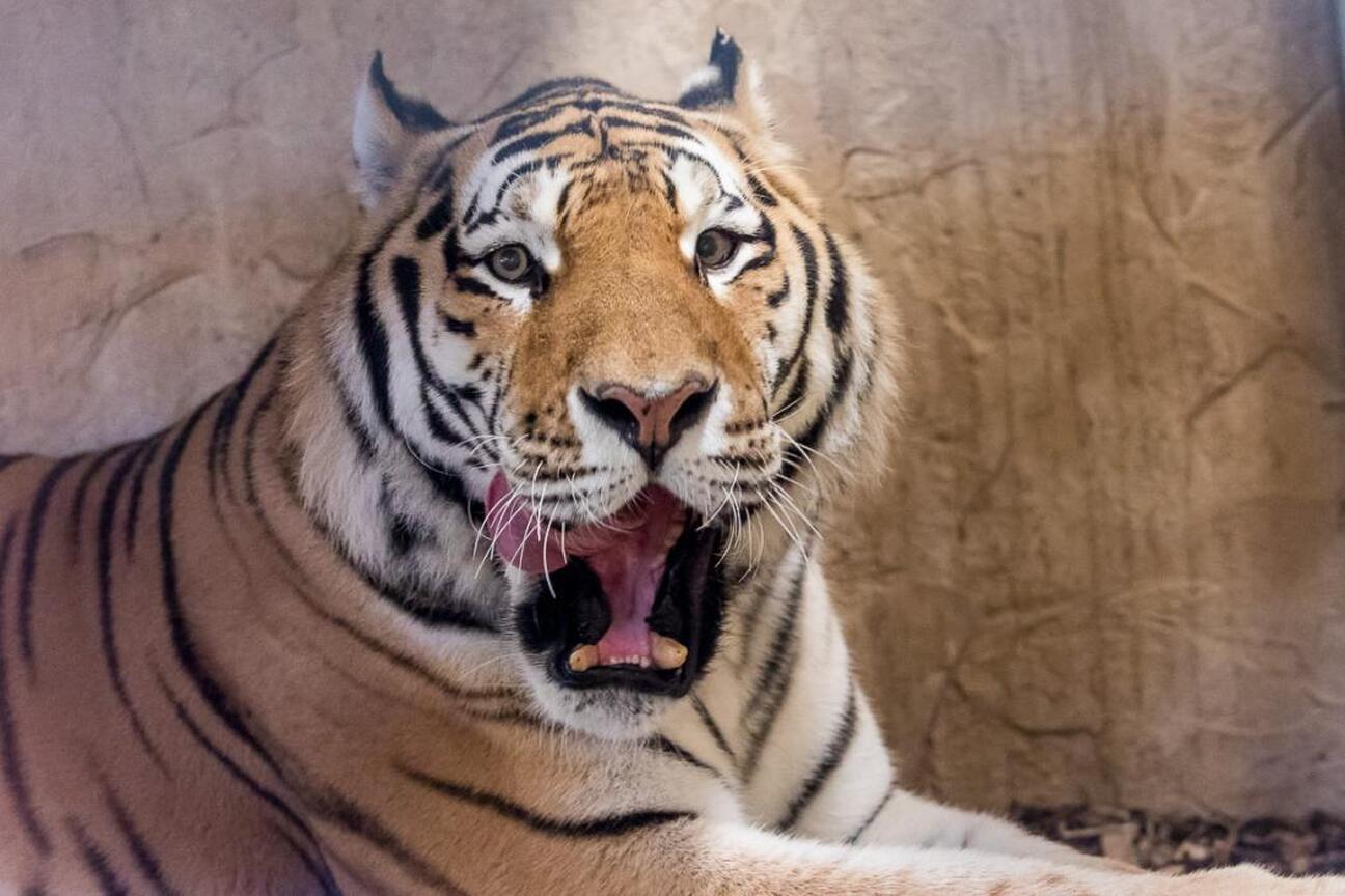 Grupa dzieci obserwuje nowego tygrysa amurskiego Tiber w Śląskim Ogrodzie Zoologicznym. (wygenerowano przez AI)