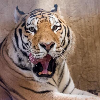 Nowy tygrys amurski Tiber w Śląskim Ogrodzie Zoologicznym. (wygenerowano przez AI)