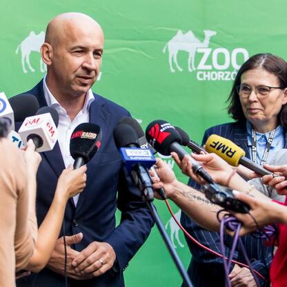 Nowy tygrys amurski, Tiber, wizytuje Śląski Ogród Zoologiczny. (wygenerowano przez AI)