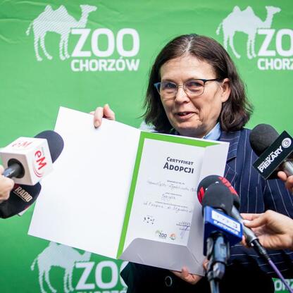 W Chorzowskim Zoo na konferencji prasowej zaprezentowano nowego tygrysa amurskiego Tiber. (wygenerowano przez AI)