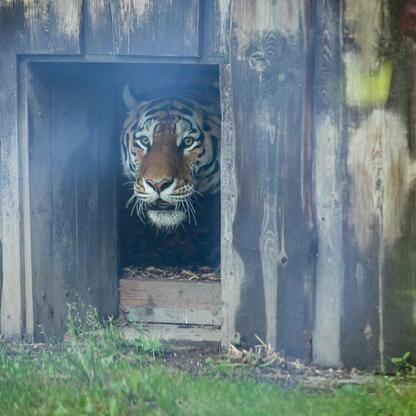 Tygrys amurski Tiber w Śląskim Ogródzie Zoologicznym. (wygenerowano przez AI)
