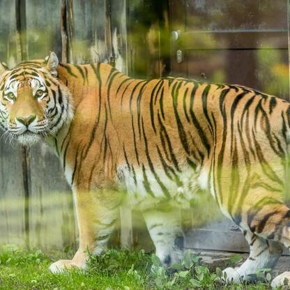 Nowy tygrys amurski Tiber w Śląskim Ogrodzie Zoologicznym. (wygenerowano przez AI)