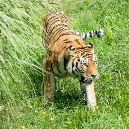Amur tiger Tiber at Silesian Zoo in Chorzów, Poland. (wygenerowano przez AI)