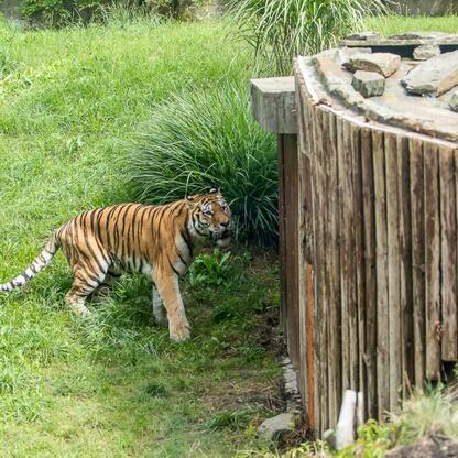 Amur tigers in Silesian Zoo enclosure, showcasing their naturalistic habitat. (wygenerowano przez AI)