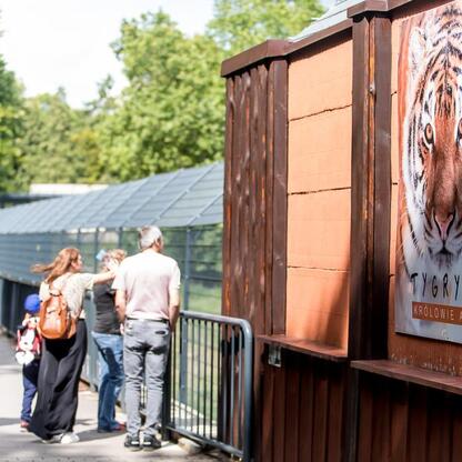 Zwiedzający spacerują po ścieżce w Silesian Zoo, zbliżając się do ekspozycji tygrysów azjatyckich. (wygenerowano przez AI)