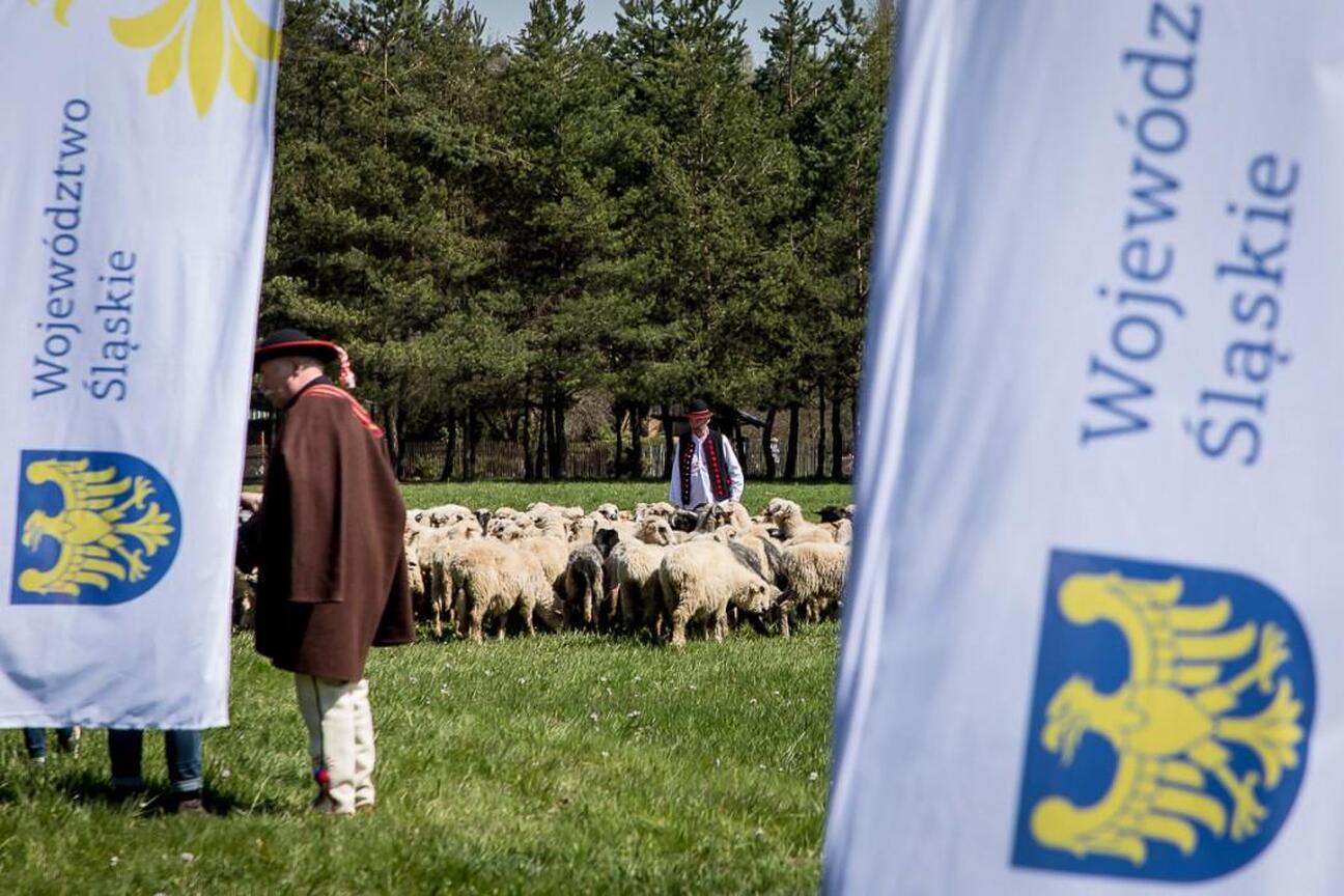 Pastoralne spotkanie województwa śląskiego, promujące tradycje pasterstwa i kulturowe dziedzictwo. (wygenerowano przez AI)