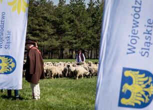 Pastoralne spotkanie województwa śląskiego, promujące tradycje pasterstwa i kulturowe dziedzictwo. (wygenerowano przez AI)