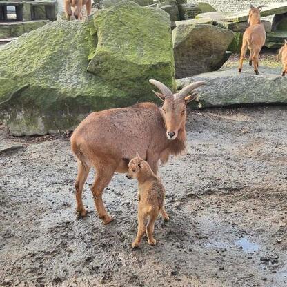 Nowe mieszkańcy w Śląskim Zoo: arui i flamingi. (wygenerowano przez AI)