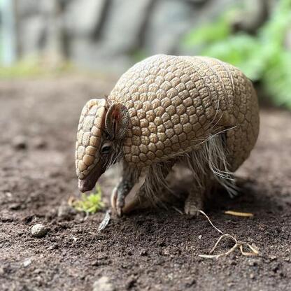 Nowy mieszkańiec w Śląskim Ogród Zoologiczny: młoda bolita brazylijska. (wygenerowano przez AI)