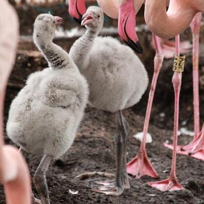 Nowe flamingi w Śląskim Ogród Zoologiczny. Trzy młode czerwonaki różowe wraz z rodzicami. (wygenerowano przez AI)