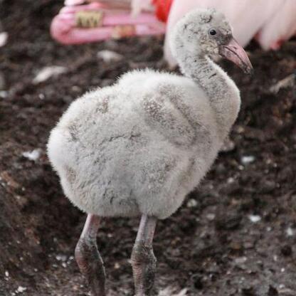 Nowe mieszkańcy w Śląskim Zoo: młode flamingi, arui i pelikan. (wygenerowano przez AI)