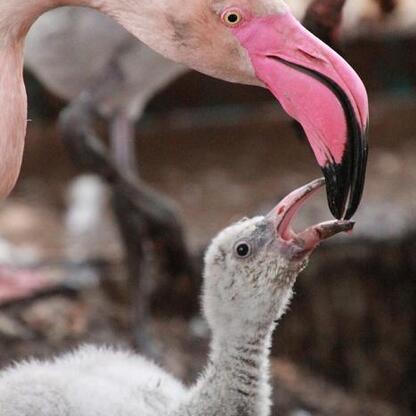 Flamingi i ich młode w Śląskim Ogród Zoologiczny. (wygenerowano przez AI)