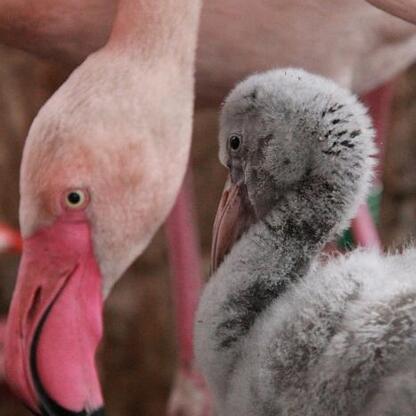 Śląski Ogród Zoologiczny: Nowe mieszkańcy i narodziny flamingów. (wygenerowano przez AI)