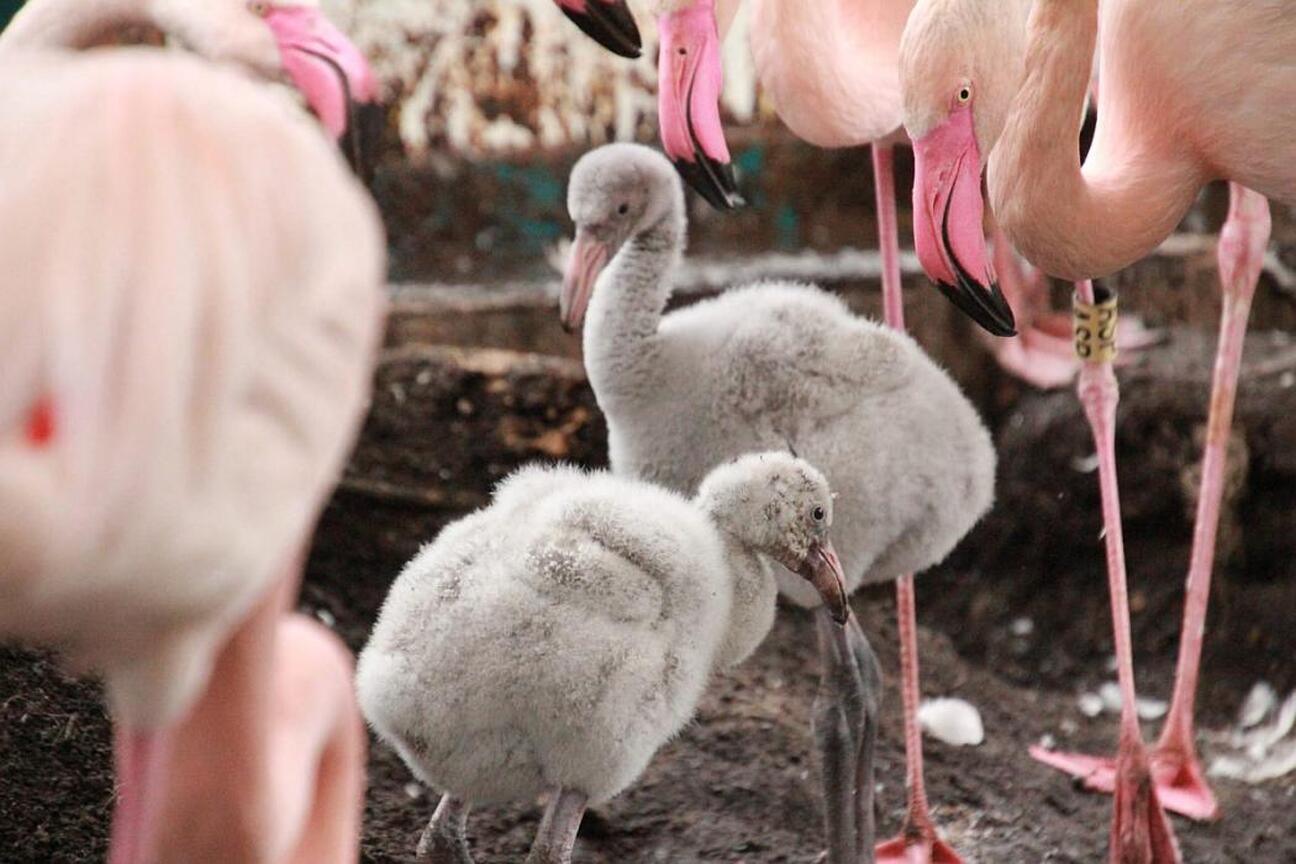 Arui z Śląskiego Ogrodu Zoologicznego. (wygenerowano przez AI)