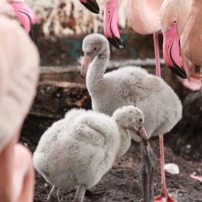 Trzy młode flamingi w Śląskim Ogród Zoologiczny. (wygenerowano przez AI)