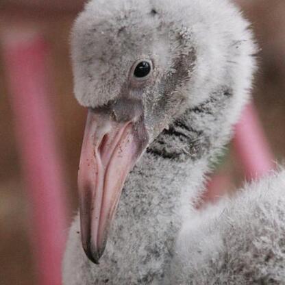 Nowe życie w Śląskim Ogród Zoologiczny: Urodziny flamingów i przyjazdy nowych mieszkańców. (wygenerowano przez AI)