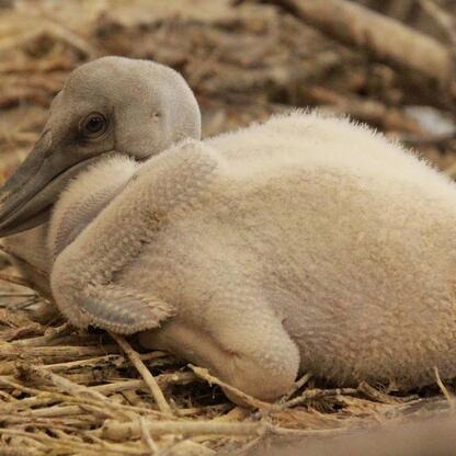 Pelikan mały w gnieździe, Śląski Ogród Zoologiczny (wygenerowano przez AI)