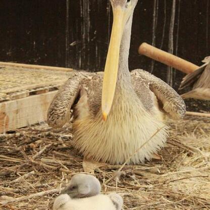 Nowy członek rodziny w Śląskim Zoo - młody pelikan. (wygenerowano przez AI)