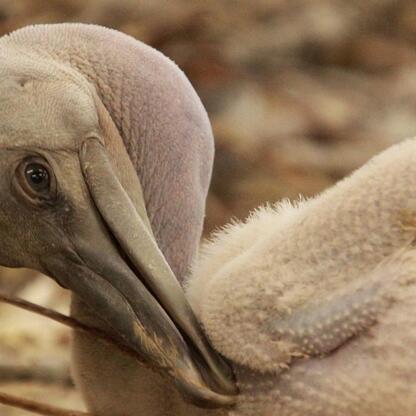 Pelikan mały w Śląskim Ogród Zoologiczny. (wygenerowano przez AI)