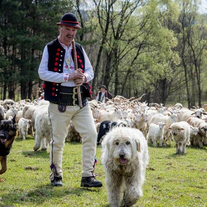 Tradycyjna inauguracja sezonu pasterskiego w Rychwałdzie, Śląsk. (wygenerowano przez AI)