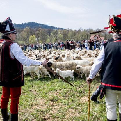 Tradycyjna inauguracja sezonu pasterskiego w Rychwałdzie na Żywiecczyźnie. (wygenerowano przez AI)