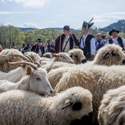 Widoczna jest kolorowa procesja pasterska w tradycyjnych strojach, prowadząca owce przez krajobraz Silesii. (wygenerowano przez AI)