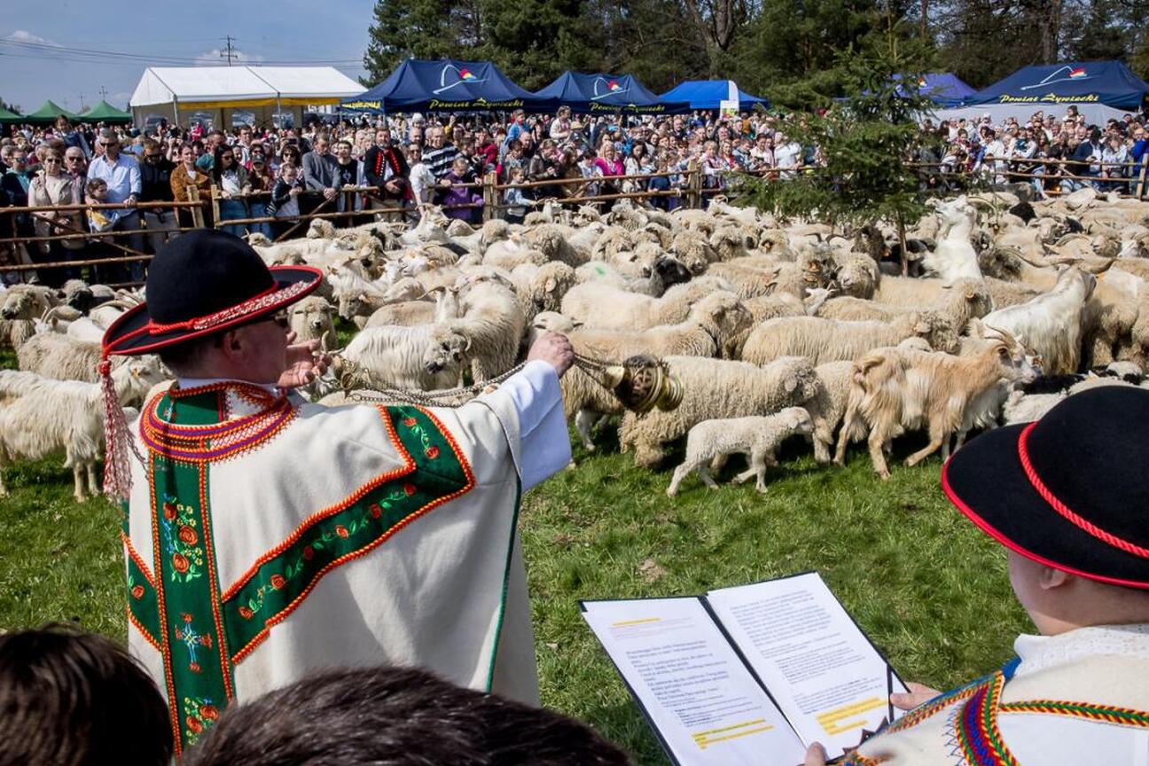 Inauguracja sezonu pasterskiego w Rychwałdzie, tradycyjne obrzędy i festyn lokalnych pasterskich. (wygenerowano przez AI)
