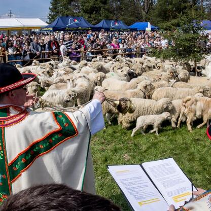 Widoczna jest kolorowa procesja owiec prowadzona przez mężczyznę w tradycyjnym stroju, symbolizującą rozpoczęcie sezonu pasterskiego w Rychwałdzie na Żywiecczyźnie. (wygenerowano przez AI)