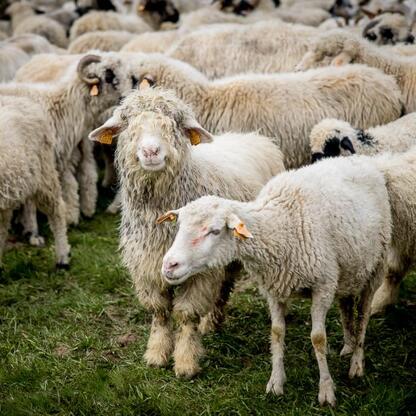 Widoczna scena pasterska w Rychwałdzie, gdzie owce pastują na zielonej łące, symbolizująca tradycję pasterską w regionie Śląskim. (wygenerowano przez AI)